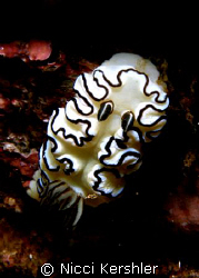 Friily Nudi 
This nudi was taken at Fairy Bower Manly NS... by Nicci Kershler 